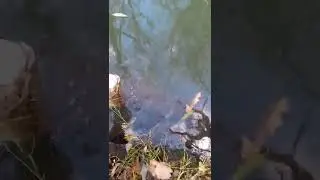 Рыбалка на поставушки с берега на малой реке.