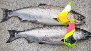 EVERYTHING You Need To Know To Get Ready For Spring SALMON Fishing! (LIVE Discussion)