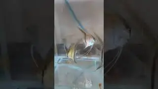 #Скалярия