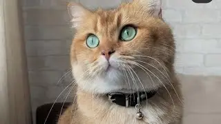 ВРЕДНА ЛИ ЛАЗЕРНАЯ УКАЗКА КОШКАМ? #золотаяшиншилла #лучшийкот