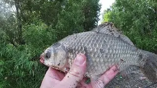 Карась на бородинских озерах