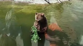 Черкасский зоопарк. Мишка