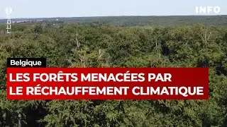 Belgique : les forêts menacées par le réchauffement climatique - JT RTBF