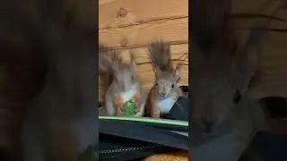 Как два бельчонка Ручи и Кукусик одну шишку не поделили😅 #squirel #белка #animals #уля #белкинулей