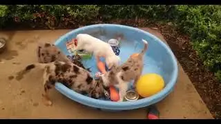 Puppy 1 (AKC STAR) Session - No Class 9/20