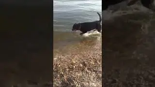 #приветиздома от ротвейлера Луна