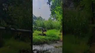 birds chirping original sound #birds #nature #naturelovers #trending #shorts #viral #shortsviral