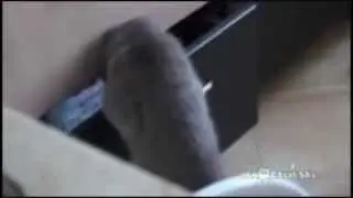 кот воришка