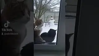 Тик-ток. Тетя кошка