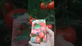 Томат f1 Кривянский 