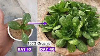Grow Bok Choy from Seeds