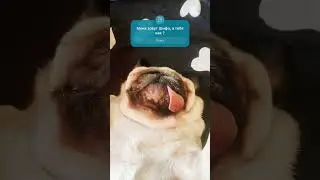 Для всех новеньких на канале 💙#шифа #собака #pug #мопсы #мопс