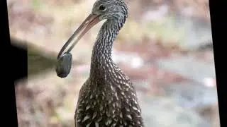AMAZING WATERFOWL MOMENTS