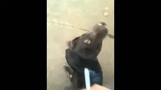 Не курящий пес