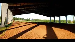 Spanish Red Jack - loping barrels