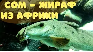 Жирафовый сом | Необычный африканский сом жираф