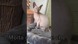 Seguitemi anche su ig andrea_pappa❤️ #sphynx #cats #cat #hairlesscat #sphynxlair #kitten #sphynxcat