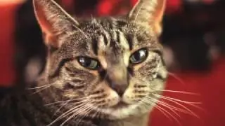 Котик поет тяжелый рок
