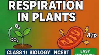 Respiration in Plants | Easy Explanation | NCERT Class 11 Biology