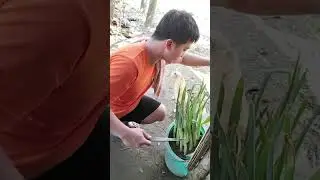 Tinubong /tinungbo