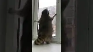 Видео для отправки в 3 часа ночи: Как прыгают Еноты 