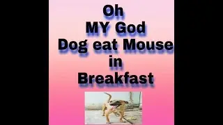 dog eats mouse