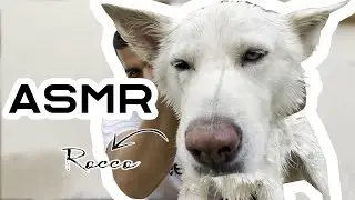 ASMR | Bathing Rocco | Relaxing Sounds | Tickle & Whispers