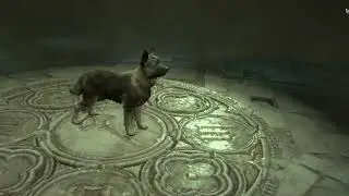 Diablo 4 - How to get new pet