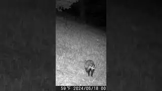 Badger/Барсук #animals #cameratrap #барсук #фотоловушка #живаяприрода #тайга #лес #охота #алтай