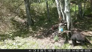 На видео медведь который берложил сидя 2023 г.