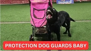 Protection Dog guards baby stroller!