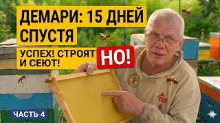 Борьба с роением пчел Метод Демари Наглядно Окончание #4