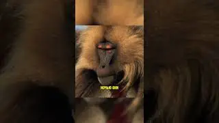 Самая страшная обезьяна в мире! 😱 