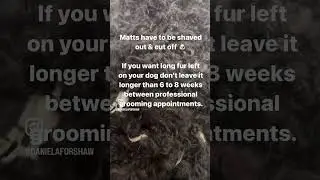 How Often Do I Groom My Dog #DanielaForshaw #DanielasDogs #danielasdogsporthleven