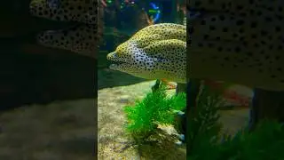 I Saw A Giant Eel Nestled In A Shipwrecked House