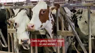 Gary Holterman reviews some of the major features of genomic testing in cattle