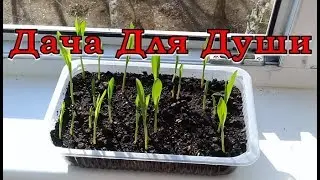 Corn from sowing to harvest. Seedling growing options
