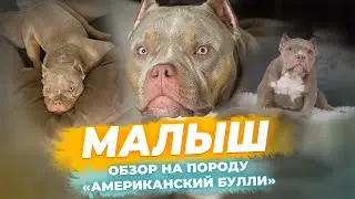 Американский Булли - МАЛЫШ. Обзор на породу. Характер и темперамент. Плюсы и минусы.
