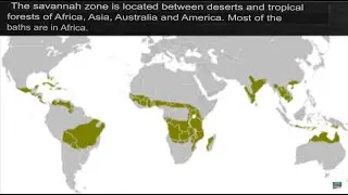 Savannah Zone