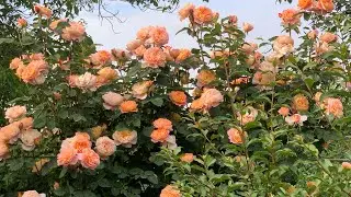 Роза Импрессионист ( Rose Impressionist ) плетистая г. Киев 27 мая 2024 г.