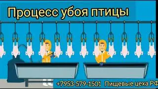 Процесс убоя и первичной переработки птицы (кур, цыплят бройлеров, уток, гусей). Конвейер обвалки