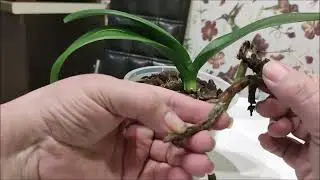 Черный корень угроза для орхидей, Что делать?