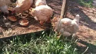 Khmer Farm in South Carolina Part 2