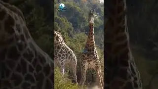 Giraffe 🦒 #forest #wildlife #wildanimals #animal #shorts #ytshorts #youtubeshorts #viral