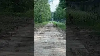 Олененок вышел на дорогу