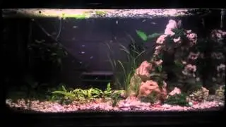 Mein 360 Liter Aquarium