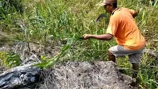 NGARIT RUMPUT PLOMPONGAN/BLEMBEMAN