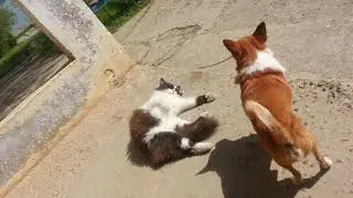 Кошка с  собачкой