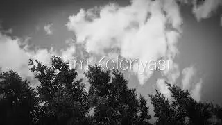 Çam Kolonyası