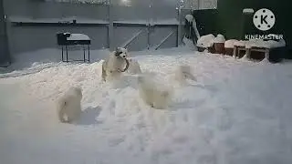 У нас снегопад и Самоеды щенки резвятся с нашей Люсей ( Австралийская овчарка - Аусси) +79163125530